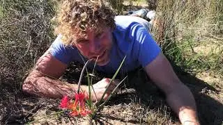 The story of the rat&rsquo;s tail and the sunbird... (Babiana ringens)