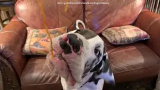 Funny Polite Great Danes Enjoy Puppy's First Taste Of Spaghetti
