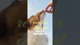 Building Trust and Bonding With Your Pet Bird Training, Communication, and Care Tips