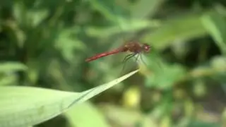 [1000 FPS] Взлёт стрекозы