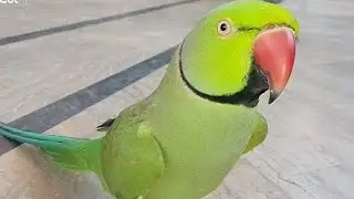 Ringneck Indian Parror 🦜🦜🦜Talking & Eating
