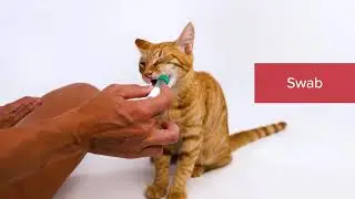 Basepaws DNA Test for Cats 🧬🐈