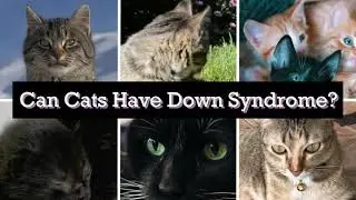 Can Cats Have Down Syndrome?