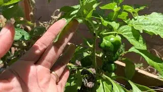 Pepper Tour May 2019 Zone 10