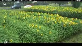 #GetSunflowered_VRI Traralgon Establishment Time-lapse