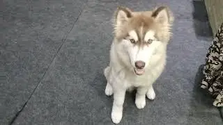 Dog training#husky#video#share#viral#subscribe #contact#7988150626