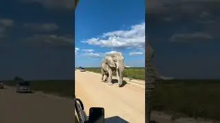 Musth period-elephant