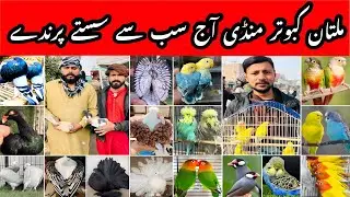 Multan Kabooter Mandi Today Big Market Update | All Birds Sale at Low Rates