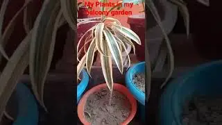 my First video of 🌱🌱Plants