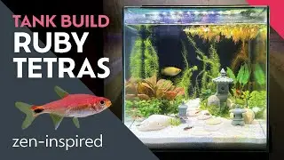 Ruby Tetra Nano Tank Build