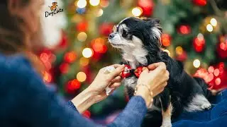 Pet Dog Cat Bowtie, Neck Collar, Small to Large Pets, Adjustable Puppy Kitten Bow Ties