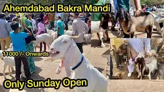 11.000 /- Onwards || BAKRA MANDI AHEMDABAD RIVERFRONT OPEN 31 MARCH || ​⁠​⁠@arsgoats