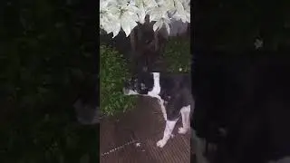 Rats and a dog