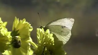 nature filming - butterfly - Pieridae