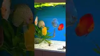 Extra large Cobalt Discus fish. The biggest in the tank.