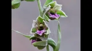 Troodos helleborine - Epipactis troodi H. Lindb. - Cyprus Endemic Orchid to Cyprus
