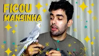 Como AMANSAR a sua CALOPSITA RÁPIDO e FÁCIL  [PASSO A PASSO COMPLETO]
