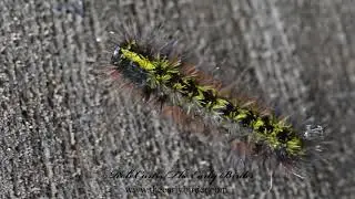 SILVER-SPOTTED TIGER MOTH, Lophocampa argentata, caterpillar  9058276