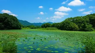 🌸 Relaxing Lake Sounds for Sleep | Calming Water Ambience & Nature White Noise (No Music) 🌸
