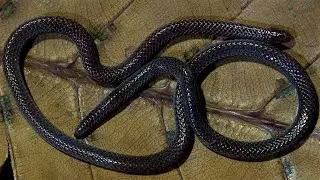 Gimlett's Reed Snake: Singapore Snakes