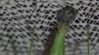 Mantis Coptopteryx dejando ooteca