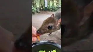 Mouse-deer, or Chevrotain, they are the world's smallest hoofed animals #viral#youtubeshorts#shorts