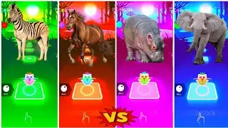 Funny Zedra Dance 🆚 Funny Horse 🆚 Funny Hippos 🆚 Funny Elephant 🦣.💥Who ln The Best 👍 coffin Dance✅