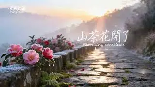 山茶花开了｜在安静季节里缓缓盛放的温柔｜Camellia Bloom × Healing Ambient Electronic #治愈音乐 #氛围音乐 #自然系音乐 #ambientmusic