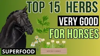 Top 15 Herbs  for Horse's - AMAZING