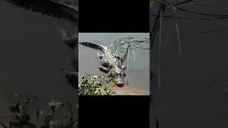 Alligators can regrow their tails