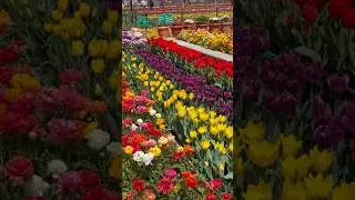 Spring Tulip Garden Kashmir 2023 #nature #tulip #flowers #colorful #asthetic #decoration #spring