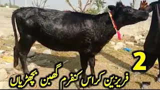 2 Friesian Cross Confirm Gabhan Bachrian for Sale Location Awais Dairy Farm Attock