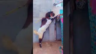 #Mashallah #breeder #Sindhi #bakra #topquality full active