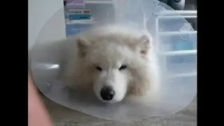Pyro Boy the Samoyed Dog  How to take care a dog after surgery