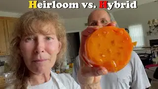 Tomato Taste Test Featuring Parks Whopper and Dr Wyche's Yellow