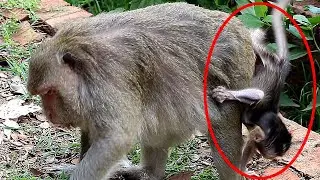 Newborn monkey Quinton was failing from Queen's Back | PNA