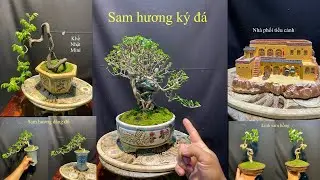 Video 773:khế Nhật tàn đổ mini,sam hương ký đá,mẫu nhà tiểu cảnh mini,linh sam hồng phấn bonsai mini