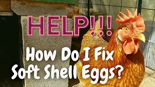 HELP! How Do I Fix Soft Shell Eggs???