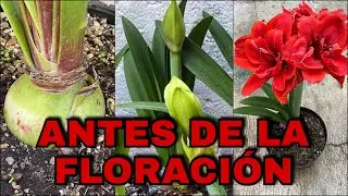 Que Hacer ANTES De La FLORACION De AZUCENAS, AMARILIS, Lirios (Hippeastrum amarillys)