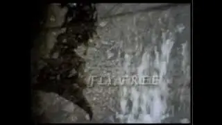 Fly Free / Shadows Bleed