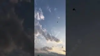 Tiny Sugar Glider Takes Flight Daily Training for the Cutest Pilot #cute #pets #funny #animals