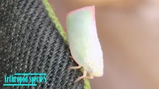 Insect Species - Planthoppers | Flatid planthoppers (Euphanta munda) |