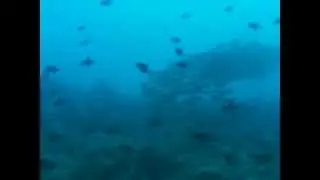 Scuba Diving [Portugal All Inclusive]