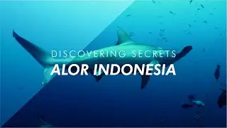 Scuba Diving in Alor, Indonesia | Discovering Secrets