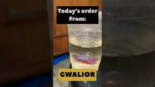 Shipping betta fishes to gwalior ✈️🐟 #bettafish #bettathailand #ytshorts #pettalks