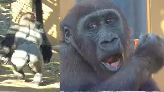 MOMOTARO неизбежно конкурирует с KINTARO.🅷🅾🆃【KyotoZoo,Gorilla