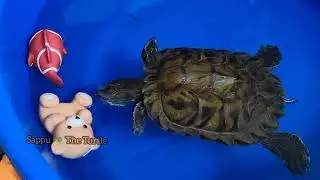 Sappu 🐢 completed 1st year successfully @sapputheturtle #redearedslider #turtles