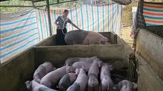 Wean piglets to encourage sows to come into estrus earlier. Harvest chicken eggs for sale. Ep 411