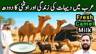 Drinking Fresh Camel Milk In Saudi Arabia | Saudi Village Life