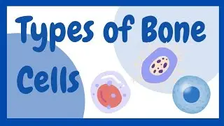 Types of Bone cells | Characteristics & Functions